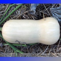 Waltham Butternut White Winter Squash Organic Seeds Pack 10 Seeds Tasty Vegetabl - $20.00