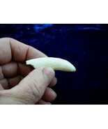 (g373-17) Genuine 2-3/8" GATOR Alligator Aligator Tooth TEETH for jewelr... - €36,65 EUR