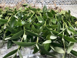 25 Black Mangrove Plants  PREMIUM QUALITY! 100% Organic  - $28.05