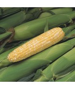 KB 500 Peaches And Cream Sweet Corn Seeds Organic Heirloom Non Gmo Herb ... - $28.50