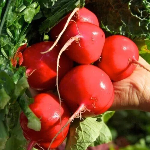 100 Crimson Giant Radish Seeds Fresh Garden - £9.44 GBP