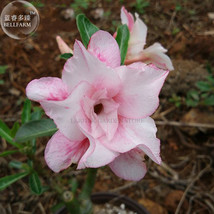 2 Seeds &#39;Oscar Pink Lily&#39; Adenium Desert Rose Spiral Pink Double Petals Big Bloo - $13.90