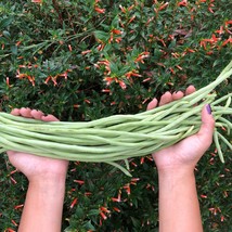 Light Green Yard Long Asian Noodle Beans Vegetable Seeds Gardening Fresh USA Shi - £19.81 GBP