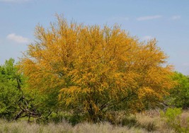 Sweet Acacia Tree - 10 Seeds - Huisache Acacia farnesiana - $5.99