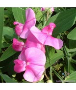 BS 50 Everlasting Pink Sweet Pea Seeds Fast Grow - €11,19 EUR