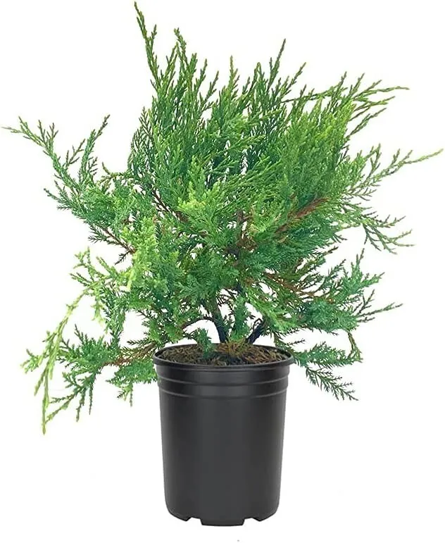 Juniper Sea Spray Live 4nch Pot Juniperus Chinensis Drought Tolerant - £32.58 GBP
