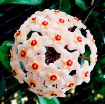 Hoya Seeds Ball Type Light Pinkish White With Red Centre Garden Beautiful Usa Se - £8.64 GBP