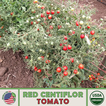 US Seller 10 Red Centiflor Tomato Seeds, Multi-Flora, Organic, Non-Gmo - £9.04 GBP