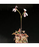 5PCS Pelargonium Quinquelobatum Voi Kenia Seeds - $888.03 MXN