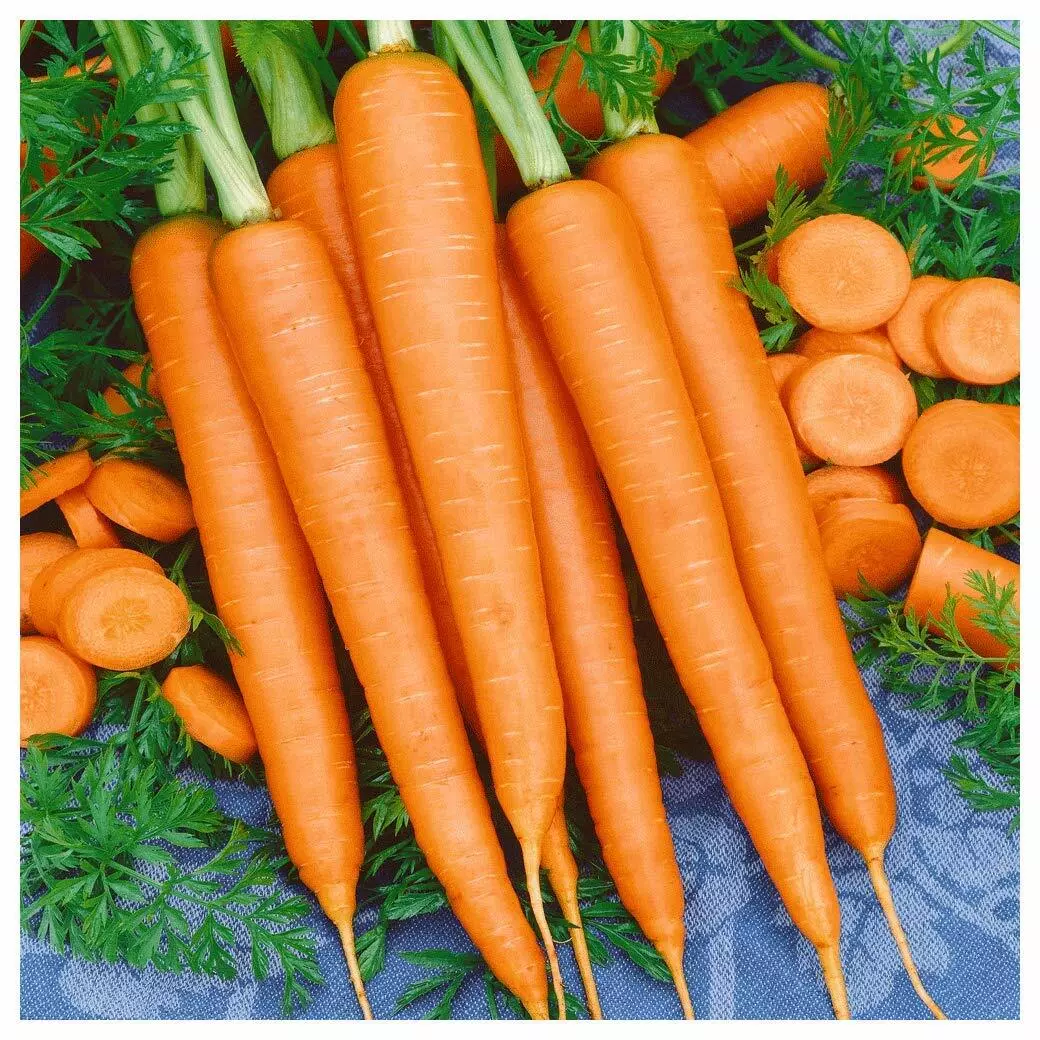 HGBO 600 Tendersweet Carrot Seeds, Beta Carotene, Vitamin A, Non GMO Bul... - $8.44