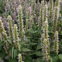 USA Seller Purple Giant Hyssop Seeds Agastache Scrophulariifolia Packet Of 30 Se - £14.60 GBP