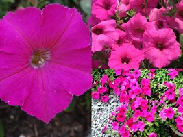 2000+HOT PINK PETUNIA Garden Container Hanging Basket Trailing Groundcov... - £10.61 GBP