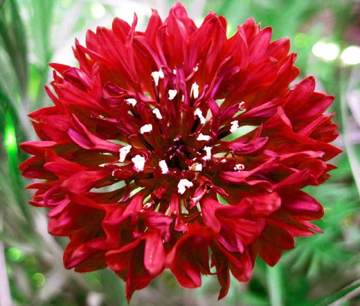 CORNFLOWER BACHELOR BUTTON RED Centaurea Cyanus - 2,500 Bulk Seeds - $29.43