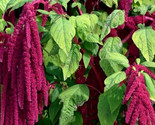 Amaranth Seeds Love Lies Bleeding 1000 Annual Herb Garden Fast Shipping - $8.99