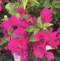 Bougainvillea “Miami pink” 1 gallon pot. (18 to 24 inches ) - £19.75 GBP