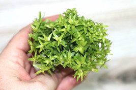 Huperzia Phlegmaria &#39;dwarf&quot; Ornamental Companion Plant Potted - £41.69 GBP