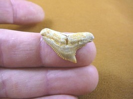 (s343-40) Extremely Rare 7/8&quot; Fossil Tiger Shark Galeocerdo Tooth from Morocco - £10.46 GBP