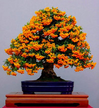 Bonsai Orange Pyracantha fortuneana Firethorn Perennial Tree Seeds 20 Or... - £5.41 GBP