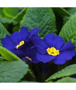 Blue Evening Primrose 400 Seeds - $12.16