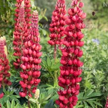 USA SELLER Lupinus Polyphyllus My Castle Scarlet Red 10 Seeds Free Shipping - £13.88 GBP