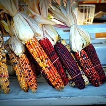 60 Indian Corn Seeds Fresh Fresh Seeds USA - $11.56