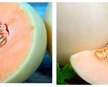 Melon Seeds - Honeydew - Orange Flesh 3 Gram Packet Seeds - £14.87 GBP