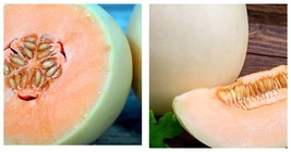 Melon Seeds - Honeydew - Orange Flesh 3 Gram Packet Seeds - $18.93