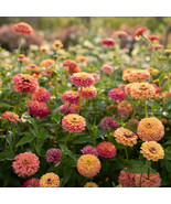 100 Unicorn Mix Zinnia Seeds Planting Beautiful Garden Usa Fast Shipping - £8.29 GBP