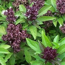 100 Seeds Siam Queen Basil Heirloom Seeds For R API D Growth - £6.61 GBP