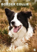 Border Collie Dog A3 Calendar 2025 - Dog- Month To View - Wirobound. - £11.98 GBP