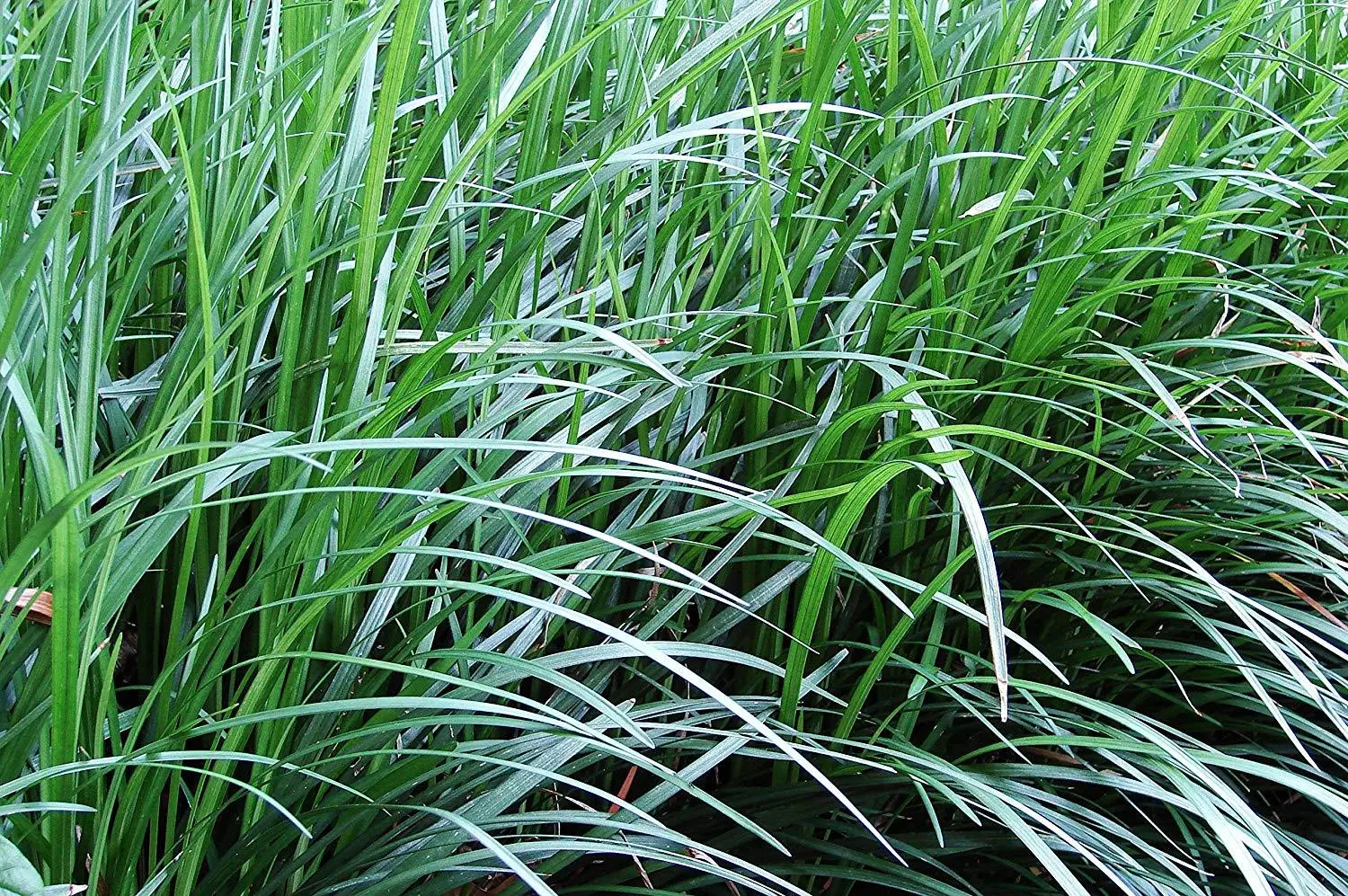 Mondo Grass Ophiopogon Japonicus Plants Shade Groundcover - £31.78 GBP