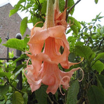 US Seller 10 Triple Flamango Angel Trumpet Seeds Flowers - £8.91 GBP