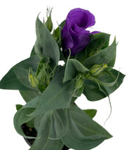 4&quot; Pot - Purple Eustoma Lisianthus - Rose-like Blooms - Live Plant - £33.80 GBP
