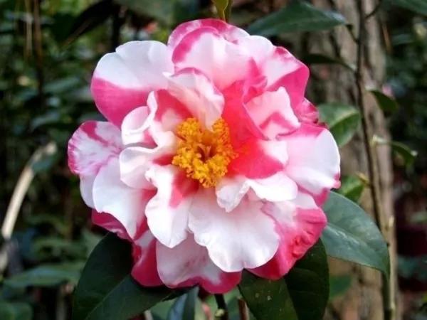 Charlean Vareigated Camellia Japonica Starter Plant Gorgeous Bi Color Blooms Gar - £34.64 GBP