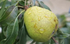 25 Silver Sail Pear Seeds Planting USA Shipping - £7.71 GBP