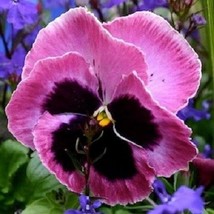 35 Seeds Pansy Mammoth Pink Berry Self-Seeding Annual Flower  - £13.06 GBP