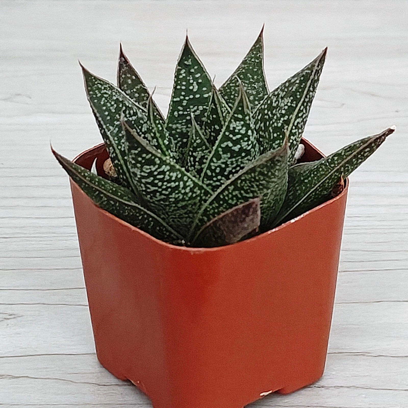 Succulent Live Plant - Gasteria Flow - Live Plants In 2&quot; Pot - $17.20