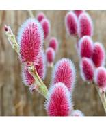 French Pink Pussy Willow live starter tree - $25.14