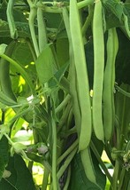 Fresh Seeds 25 Ideal Market Pole Bean Seeds Tasty Tender Sweet - $15.50