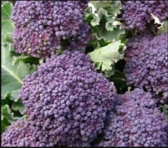500 PURPLE BROCCOLI SEEDS EARLY PURPLE SPROUTING garden VEGETABLE - $4.98