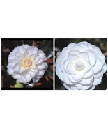 MISS BILOXI Pure White Camellia Japonican Live Starter Plant - $65.63 CAD