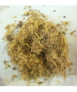 1 oz. Wild Indigo Root (Baptisia tinctoria) Organic &amp; Kosher (USA) - £3.89 GBP