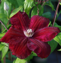 25 Pc Seeds Dark Burgundy Clematis Flowers Plant Seeds for Planting | RK - £12.61 GBP