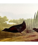 Little Black Rail Bird 1950 Lithograph Print Audubon Nature First Editio... - €25,83 EUR