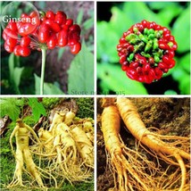  Chinese Korean Panax Ginseng 6 Hardy Wild Herbal E3759 Seeds - £4.72 GBP