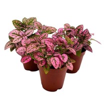 Pink Hypoestes phyllostachya 2 inch Set of 3 Flamingo Polka Dot Plant Tiny Mini - £14.45 GBP