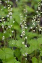BISHOP&#39;S CAP SEEDS Mitella diphylla 100 Seeds for Planting | Native White - $17.00