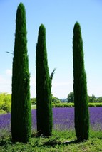FG Landscapers Select! Italian Cypress Cupressus Sempervirens Srtricta 200 Seeds - £6.96 GBP