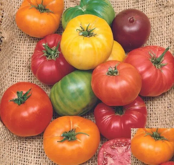 Tomato Mix Beefsteak Rainbow Heirloom Tomatoes Indeterminate Non-Gmo 50 Seeds Ga - £9.42 GBP