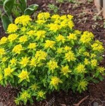 Cushion Spurge Flower Seeds (Euphorbia Polychroma) 15+Seeds - €6,94 EUR